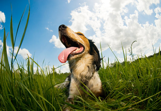 how to cool down a dog