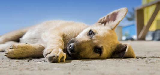 Summer Treats to Cool Your Dog 