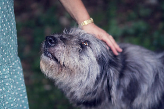 Microchipping Your Pet 