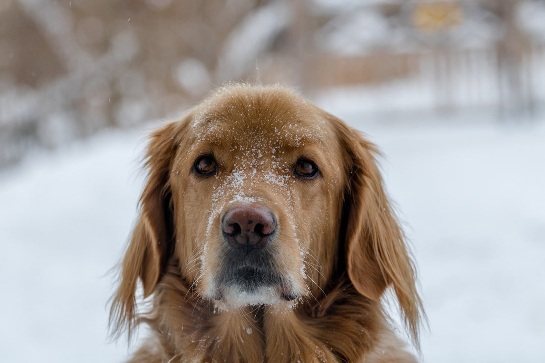 Safety Tips for Walking Your Dog in the Snow