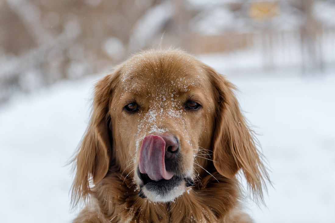 Dangers of Ice Melt for Dogs 