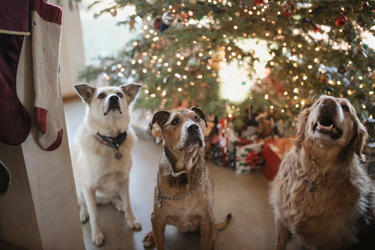 Dealing With Your Dog's Holiday Stress 
