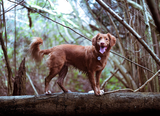  Protect Your Dog from Mosquitoes