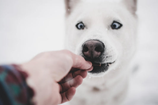 When to Use Dog Treats