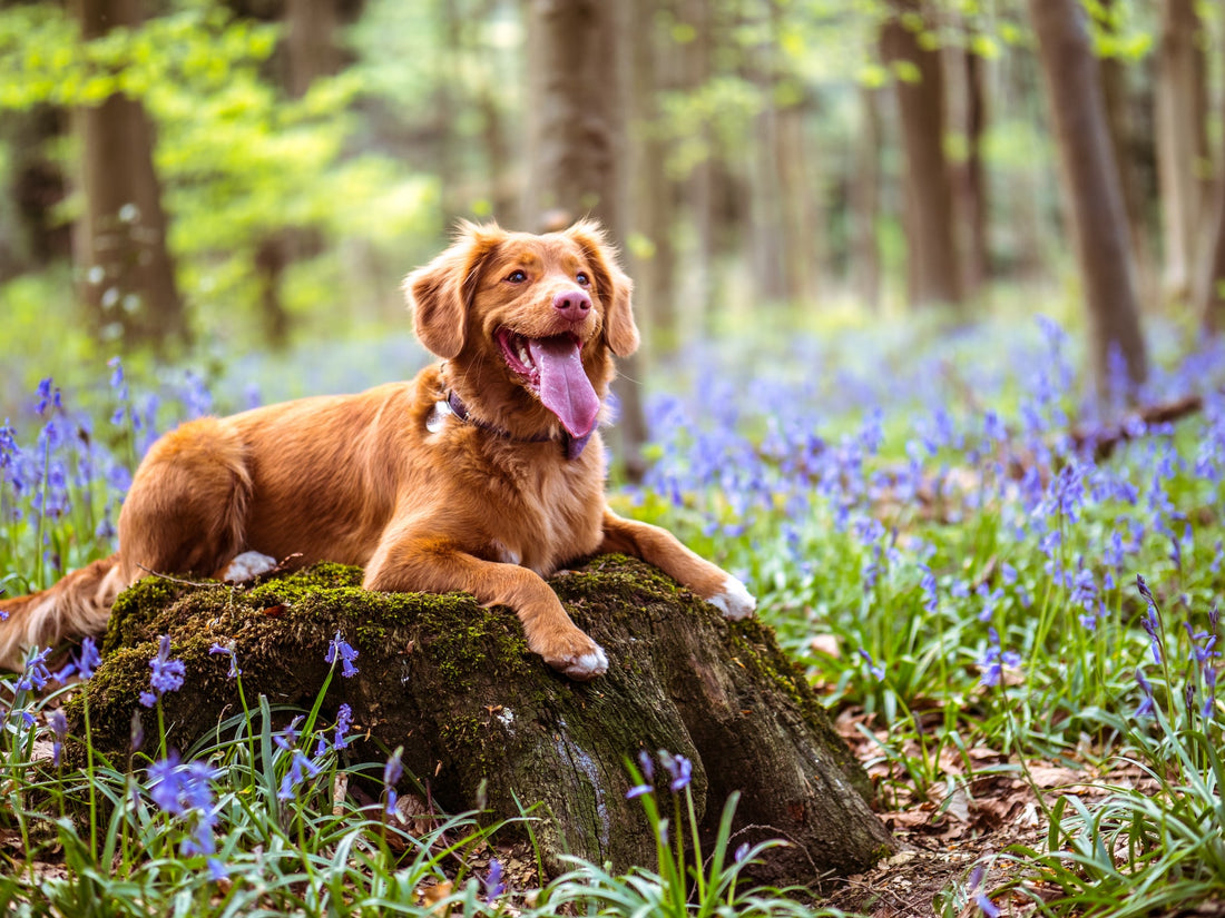 Dog Spring Allergies: Prevention and Treatment 