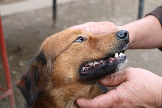 Dog Teeth Cleaning 