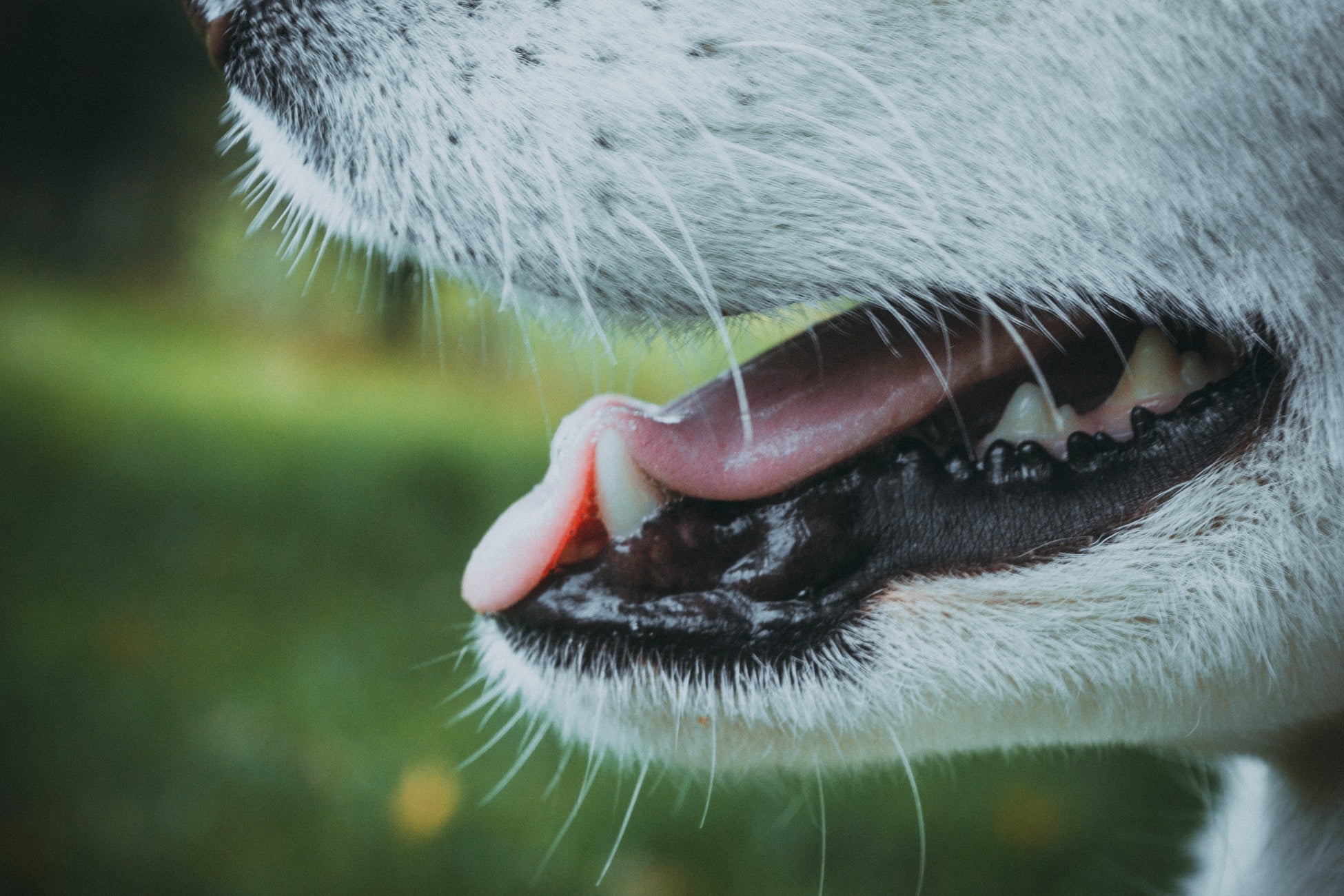 The Effects of Humidity on Your Dog – Doggykingdom