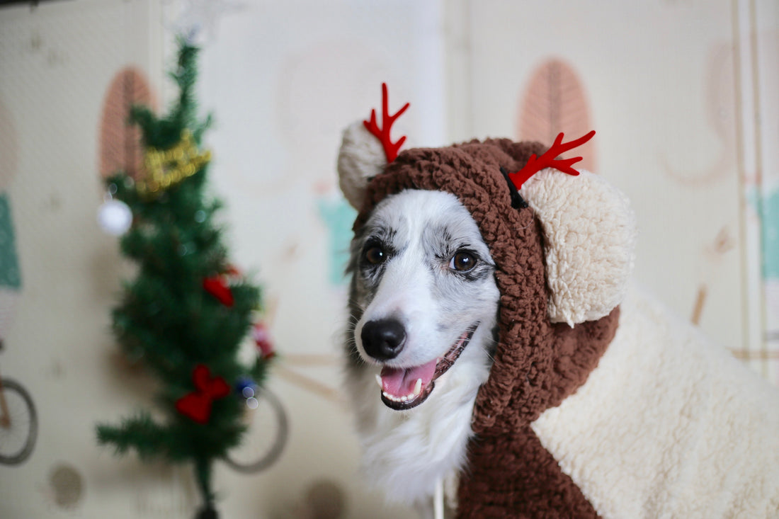 Christmas Tree Safety for Your Dog 