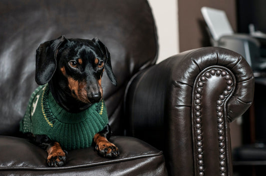 Can Dogs Get Fleas in the Winter? 