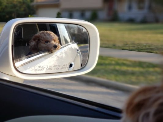 Tesla Dog Mode 