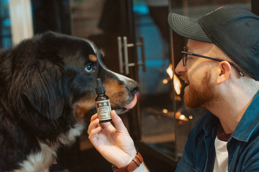 CBD Oil for Your Dog 