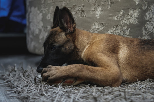  Raw Food Diet for Dogs 
