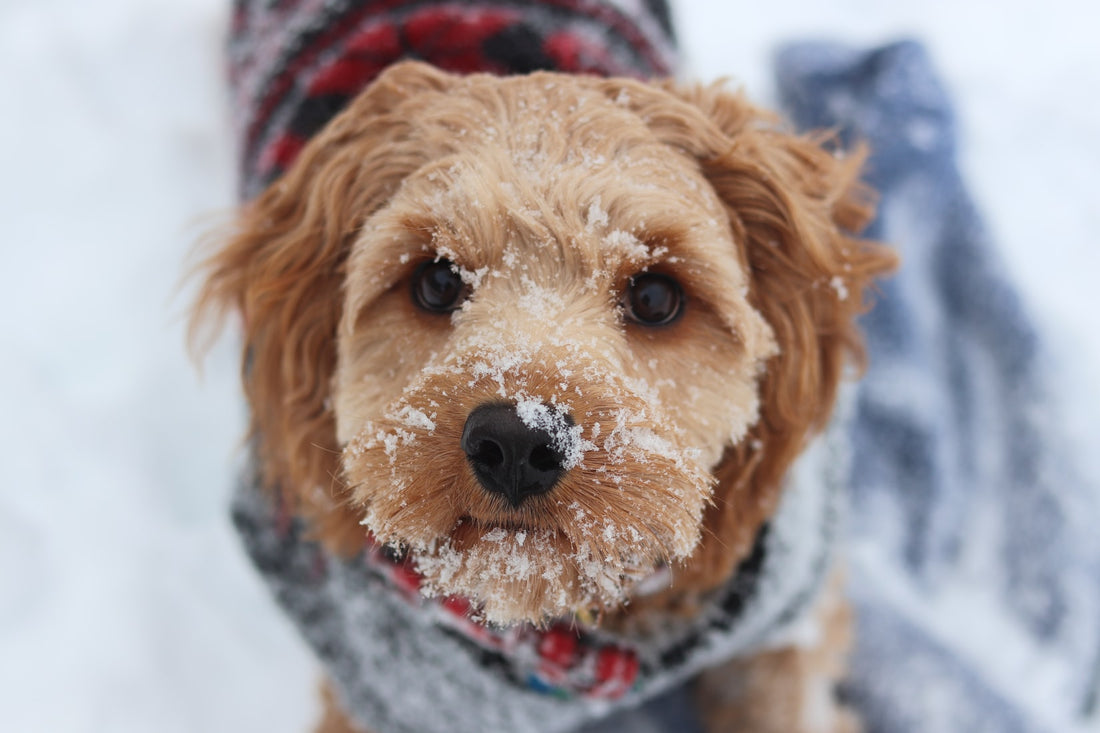 Keep Your Dog Warm in the Winter 