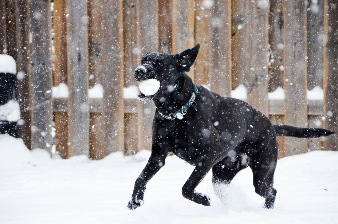 Things to Do in Winter with Your Dog 