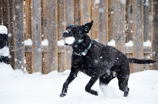 Things to Do in Winter with Your Dog 