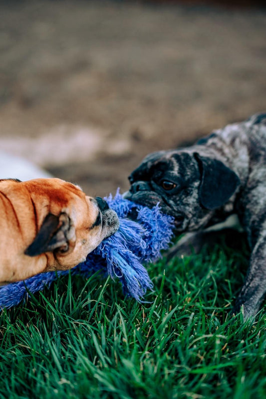 Dog Tug of War 