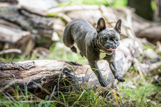 Dogs and Heartworm 