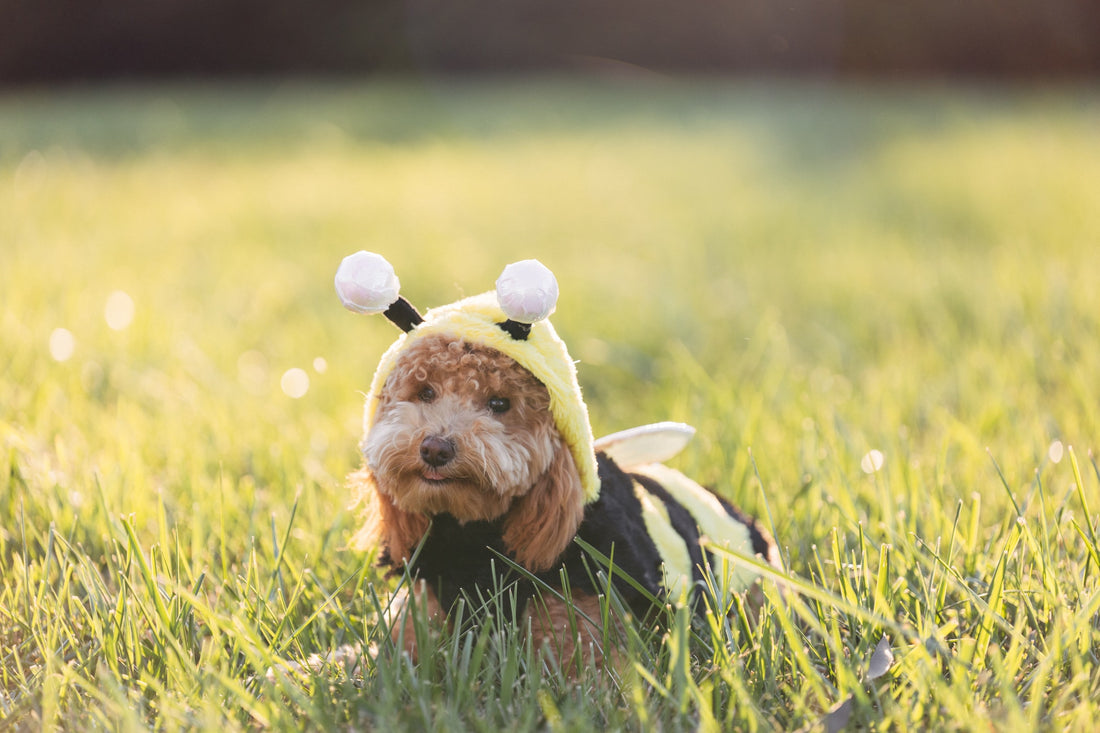 Dog Bee Sting First Aid 