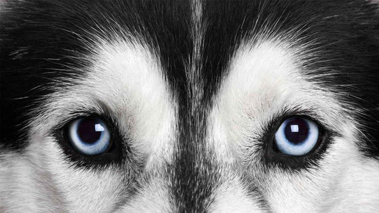 Dog Vision 