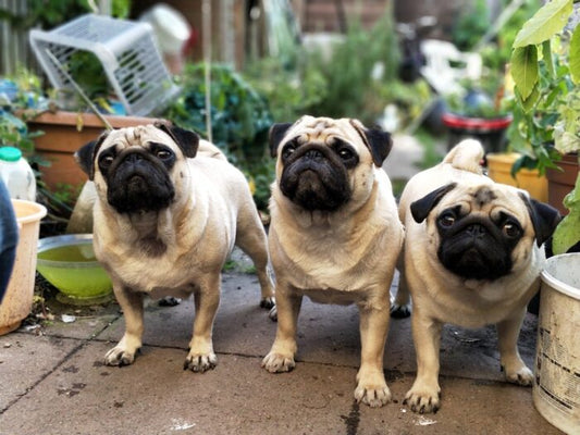 Safe Gardening with Dogs - What Plants to Avoid