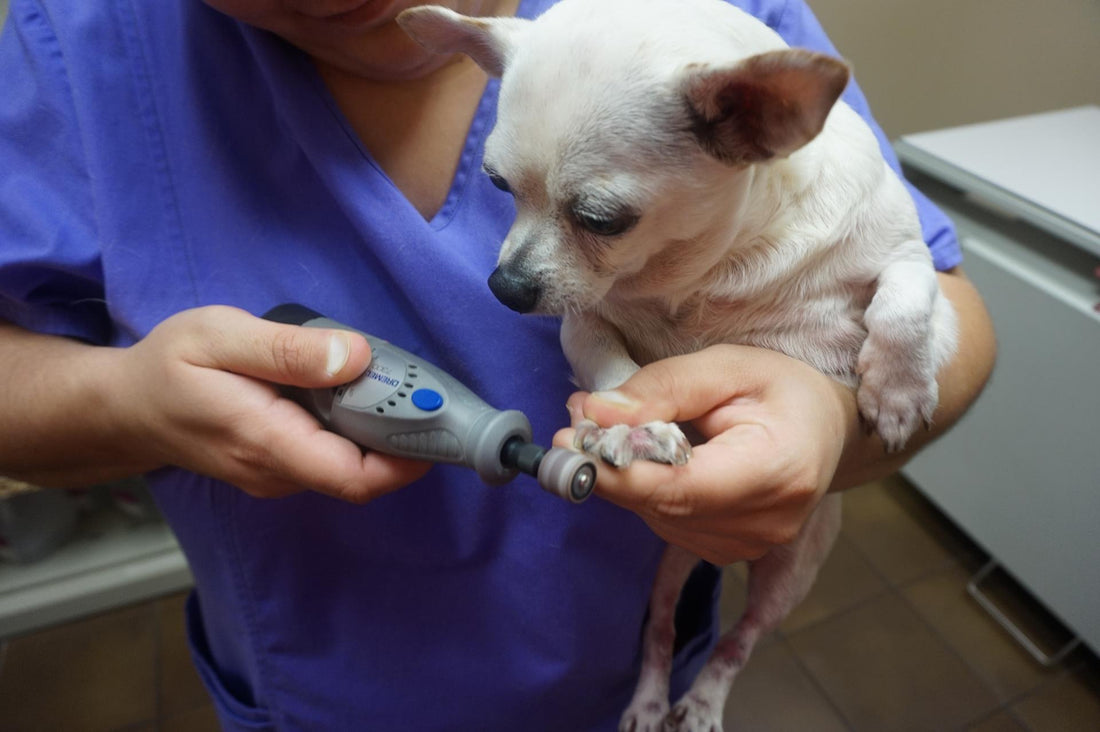 Trimming Your Dog’s Nails with a Dremel Doggykingdom
