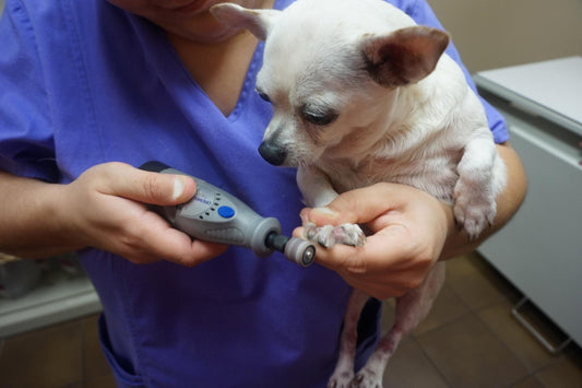  Trimming Your Dog’s Nails with a Dremel