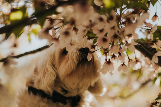 Honey for Dogs 