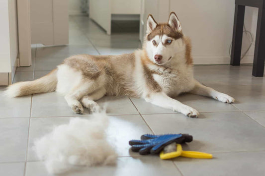 Spring Shedding - Managing Your Dog's Fur