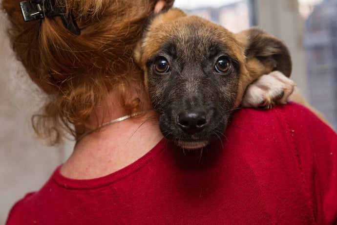 Why Rescue Dogs are the BEST!