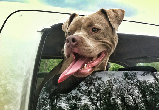 Strange Things Dogs Do 