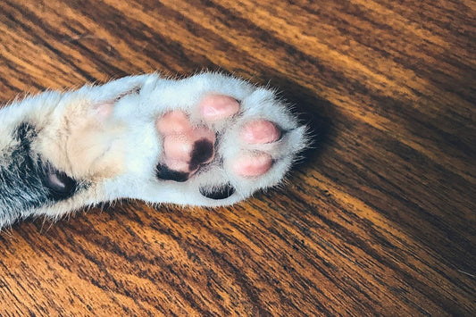 The importance of Paw care for pups