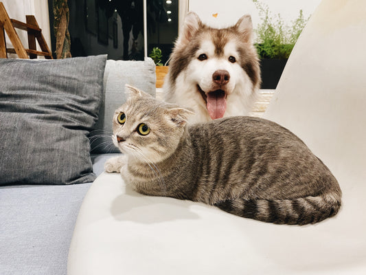 Introducing Your Dog to a Cat 