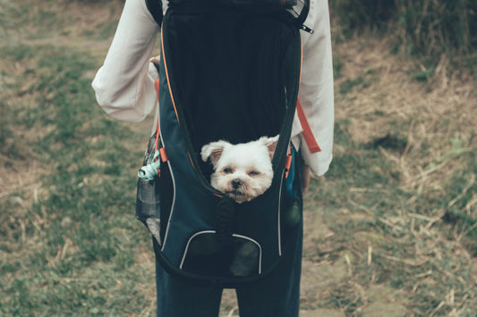 The Ultimate Dog Travel Guide
