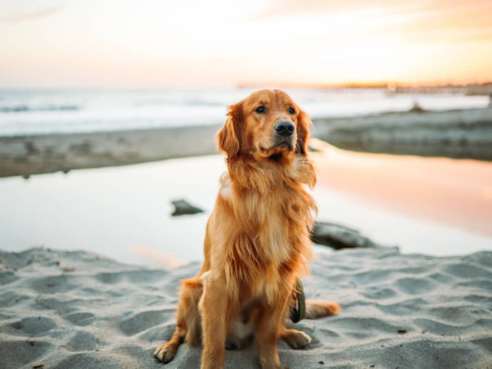 Dog Breeds that Make Great Family Pets