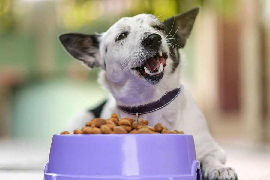 Is Cheap Dog Food Bad? 