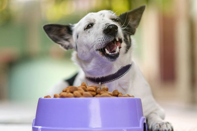 Is Cheap Dog Food Bad?