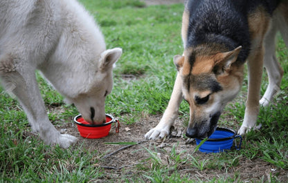 Portable and Collapsible Silicone Dog Travel Bowl