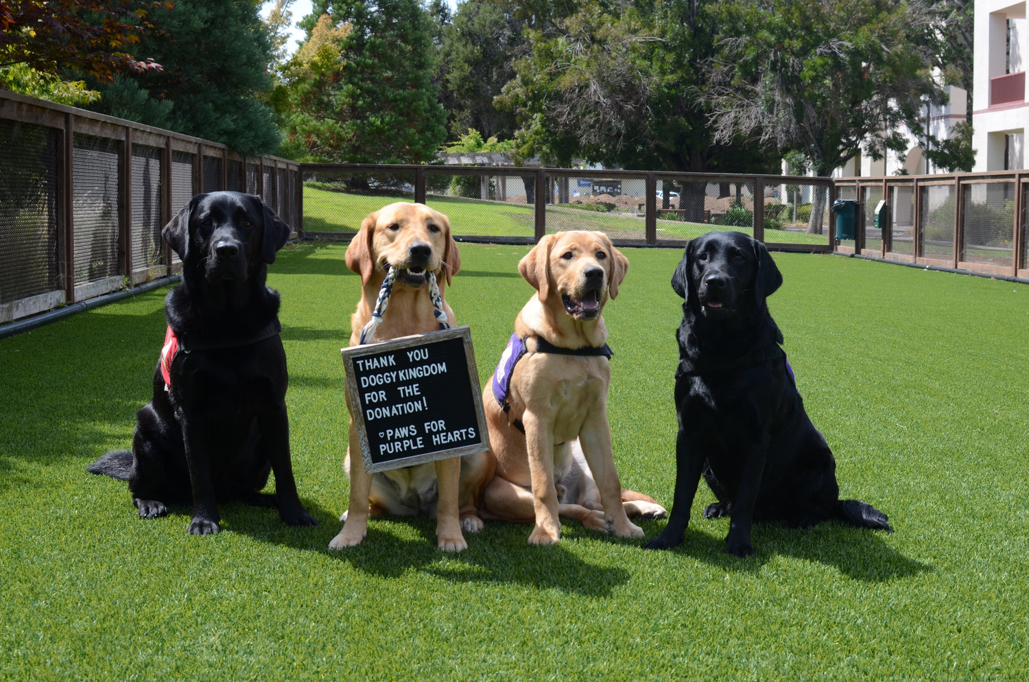 Tactical Harness – Doggykingdom