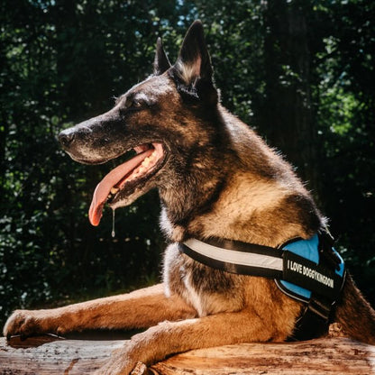 Lifetime Warranty Personalized NO PULL Harness