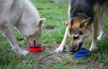 Preview Image: Portable &amp; Collapsible Silicone Dog Travel Bowl by Doggykingdom® (Clip included)
