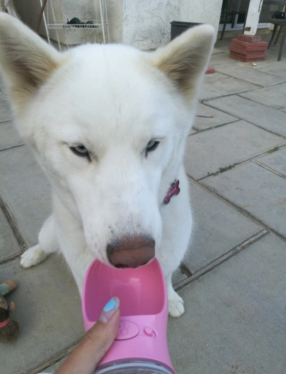 Water Bottle For Dogs