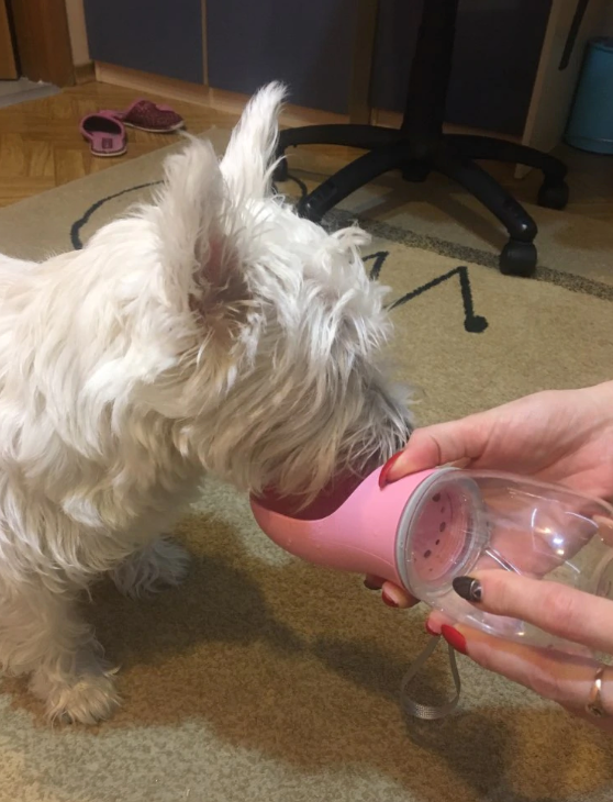 Water Bottle For Dogs