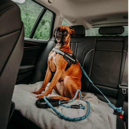 Safety Seat Belt for Dogs