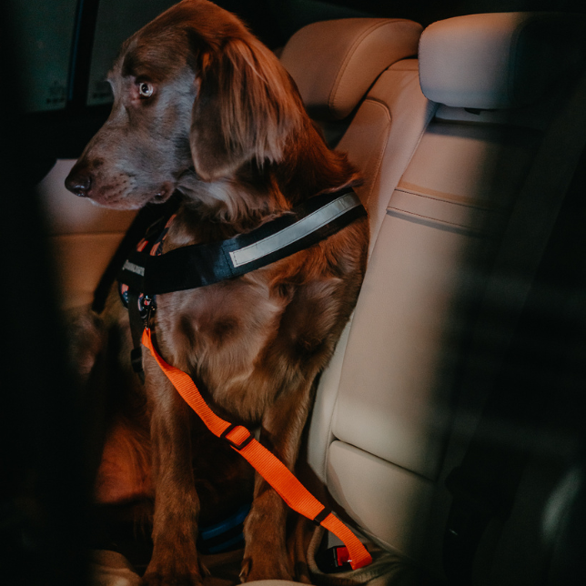 Safety Seat Belt for Dogs