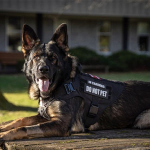 Tactical Harness