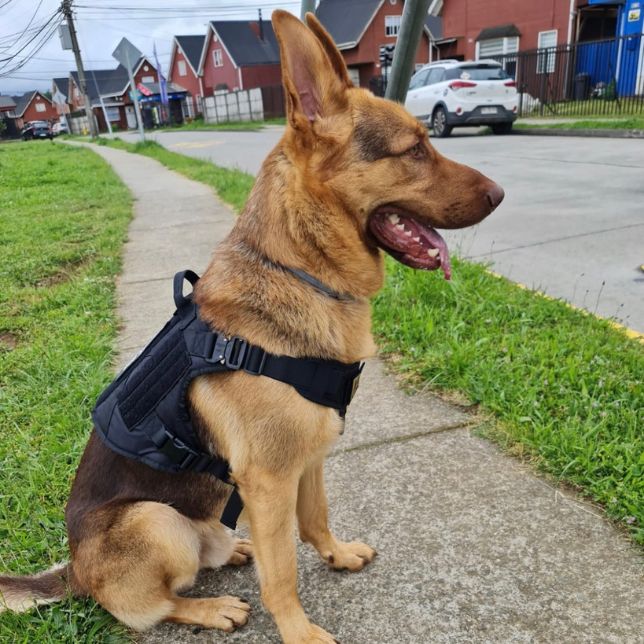 Tactical Harness & Tactical Double Handle Heavy Duty Leash BUNDLE
