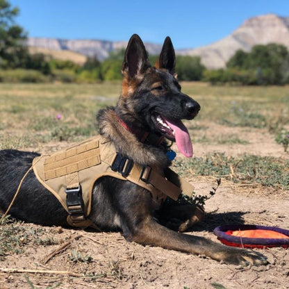 Tactical Harness & Tactical Double Handle Heavy Duty Leash BUNDLE