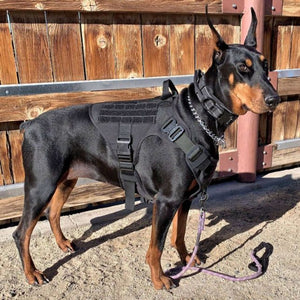 Tactical Harness